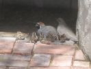 PICTURES/Quail Babies - AKA Fuzz Balls on Toothpicks/t_Gathering Flock3.jpg